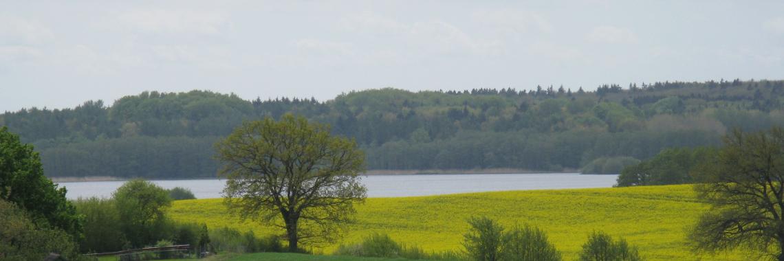 A typical “Knick”: hedge on an earth bank, with shrubs, which are regularly cut (every 10-15 years) and trees that remain uncut – to separate fields, to keep cattle in and wild animals out. (Schleswig-Holstein, KRUSE, Sylvia)