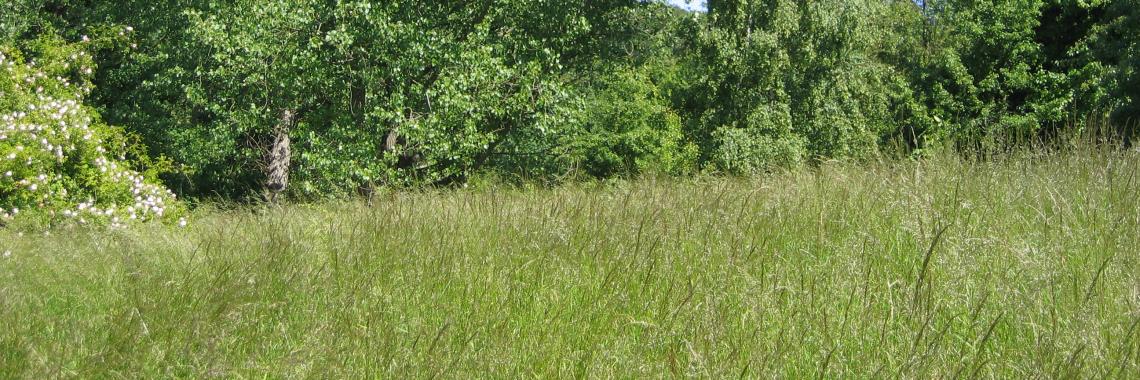 Wiese (Foto: Alexandra Kruse, Insel Vilm/Deutschland, 2005)