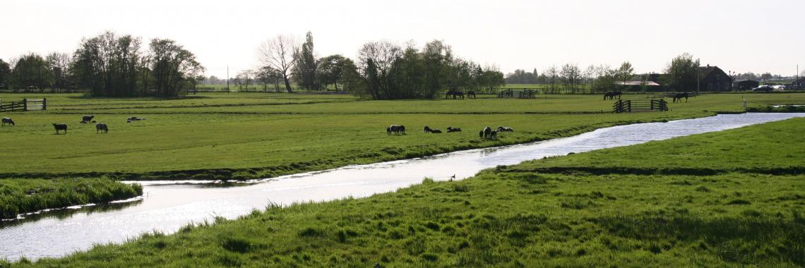 Drained meadows (polder) used for different animals as grazing ground in Zuid-Holland, The Netherlands (Photo: Alexandra KRUSE 2009) Polder