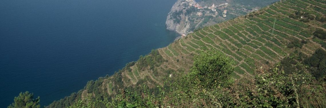Steep terraced coast of Cinque Terre National Park, Italy (Photo: Csaba CENTERI 1997) Steep terraced coast of Cinque Terre National Park, Italy (Photo: Csaba CENTERI 1997)