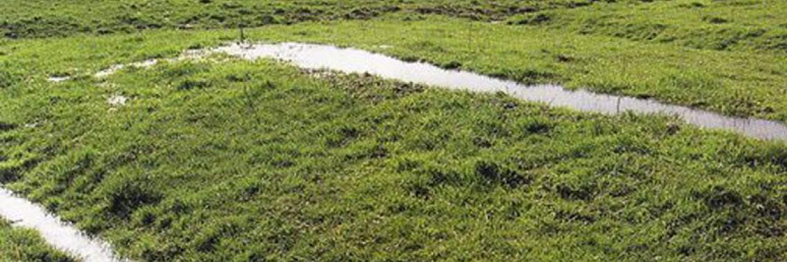 These meadows are irrigated in order to improve their productivity, The Netherlands (Photo: Hans RENES)