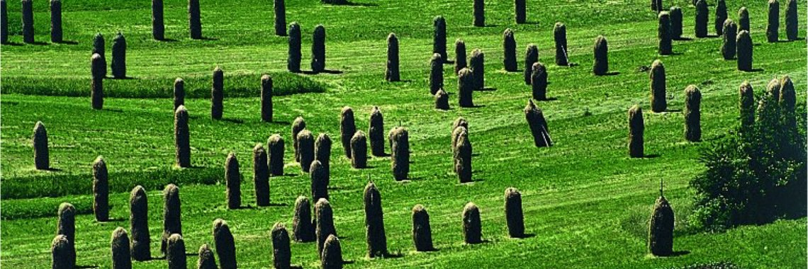 Hay field in Slovenia
