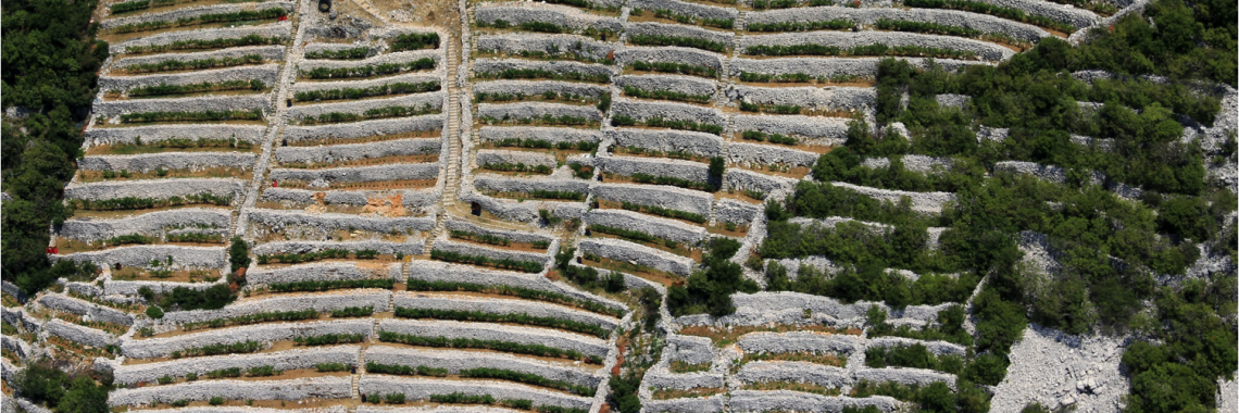 Terrace landscape in Karst in Croatia