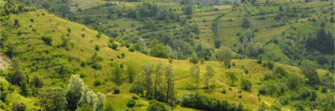 Traditional cultivation of Grey Alder (Alnus incana) in Val d’Aveto – Ligurian Apennines