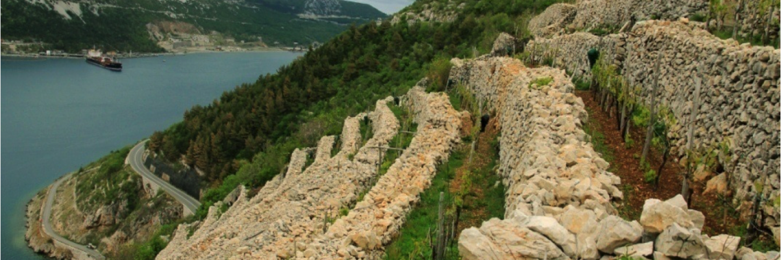Terrace landscape in Croatia