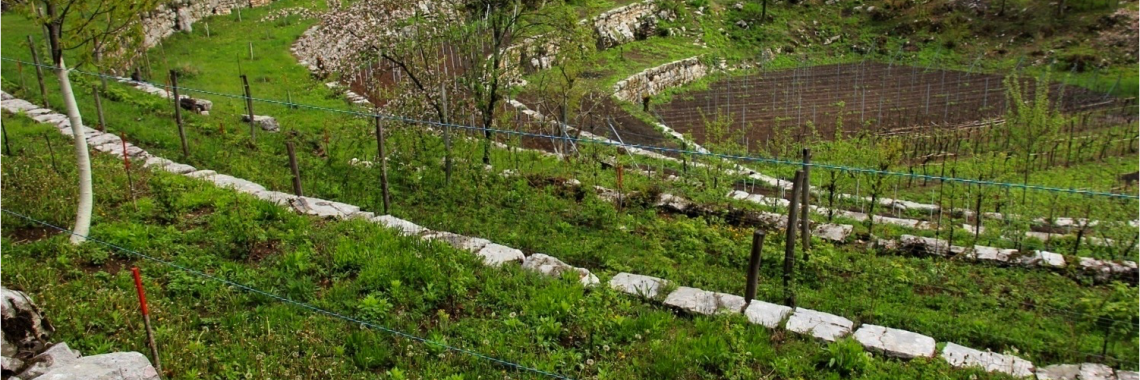 White Istria - Zvonejske njivi terraced sinkhole
