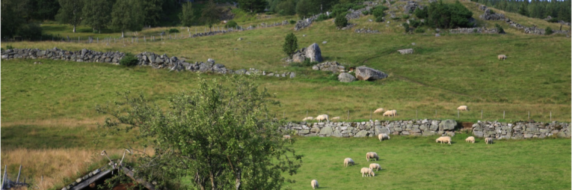 Terraced farmland used as pasture at Rygnestad, South-Norway (Photo: O.Puschmann / NIBIO)