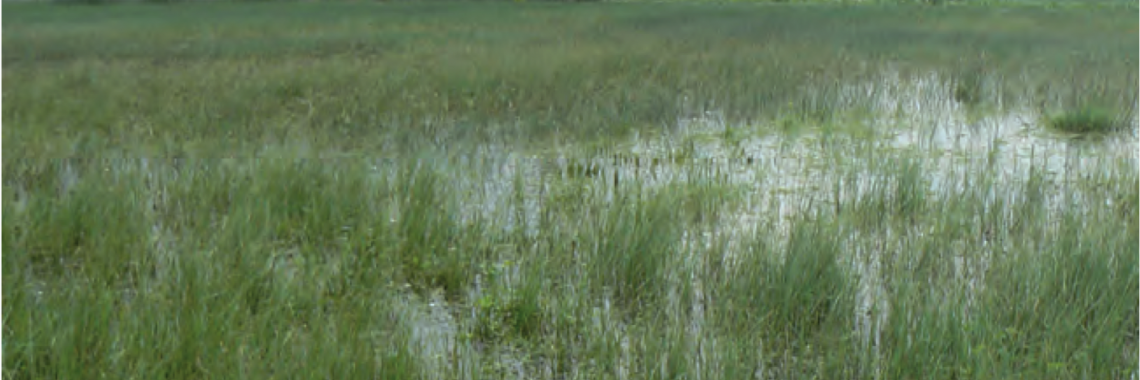 Water meadows in the Languedoc-Roussillon region in France