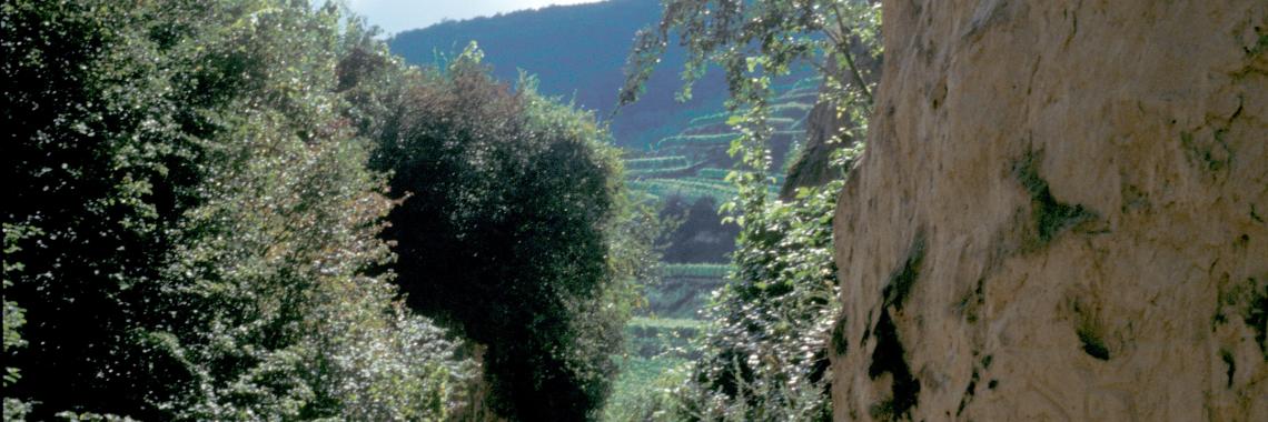 Loess hollow ways in Kaiserstuhl/Baden-Württemberg/Germany of high ecological importance, endangered through the creation of large-scale artifical terraced (Photo: A. KRUSE 1997)