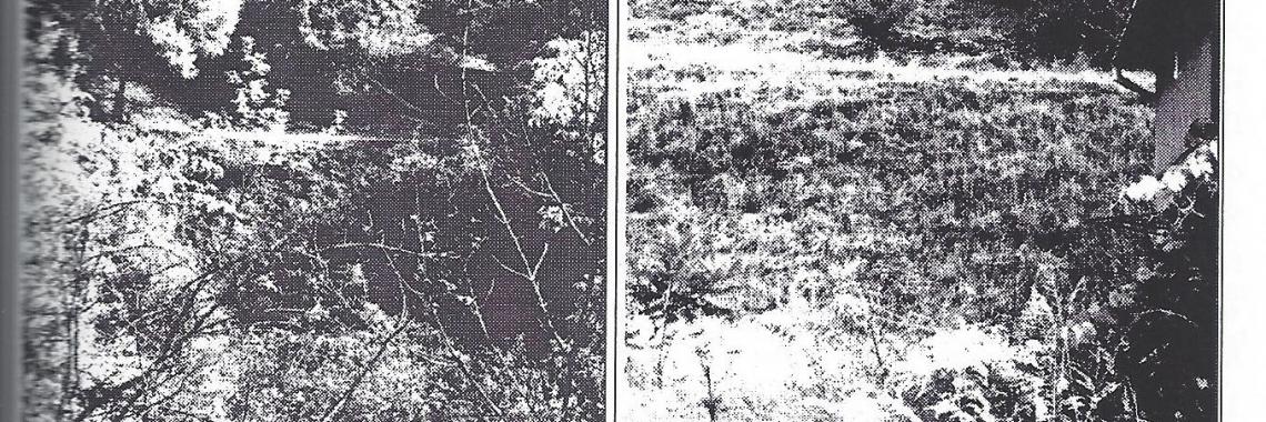 Abandoned terraces in the north-east of Brandenburg (North-east of Berlin), former fruit production Source: Kruse: Dissertation 1999