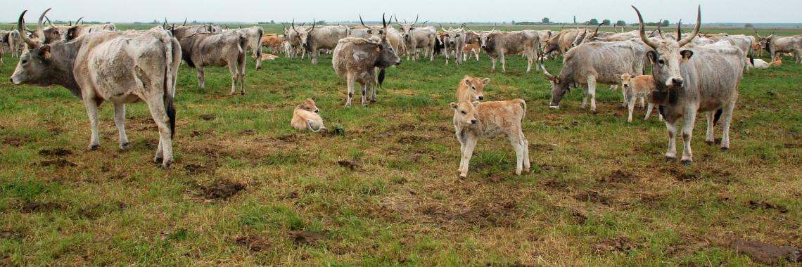 Extensives Weideland mit alten ungarischen Grau Rindern, Balaton-Felvidéki Nationalpark, Ungarn (Foto: Csaba CENTERI 2007)