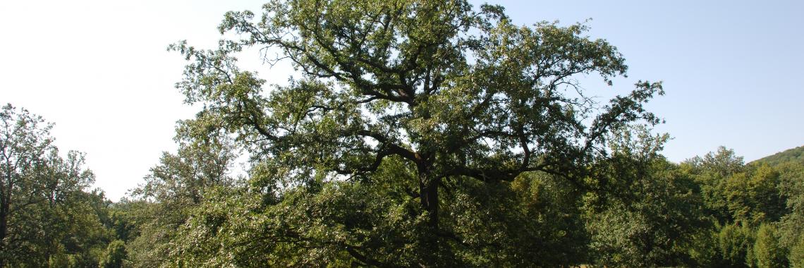 Bükki Nationalpark/Ungarn (Csaba Centeri, 48°01'49.65''N 20°32'23.51''E)