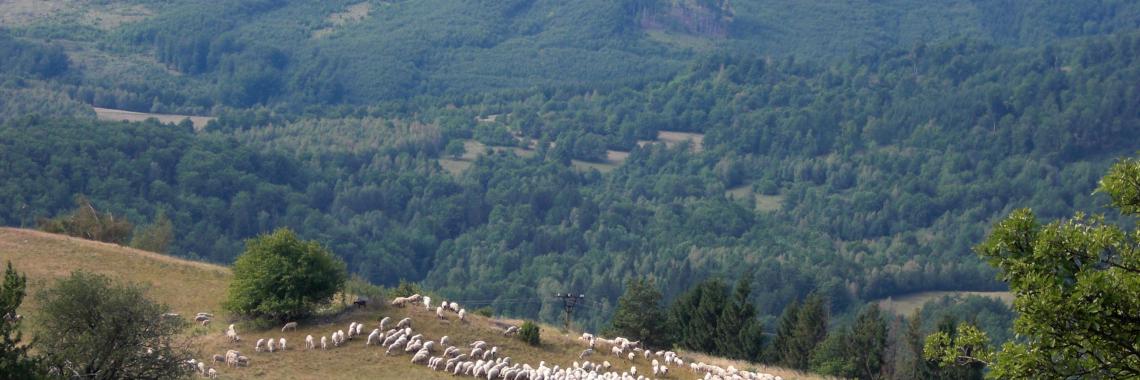 Pastures-sheep in the cadastral area of Budiná. SK / Banská Bystrica Region / Lučenec District. Martina Slamová. 2012