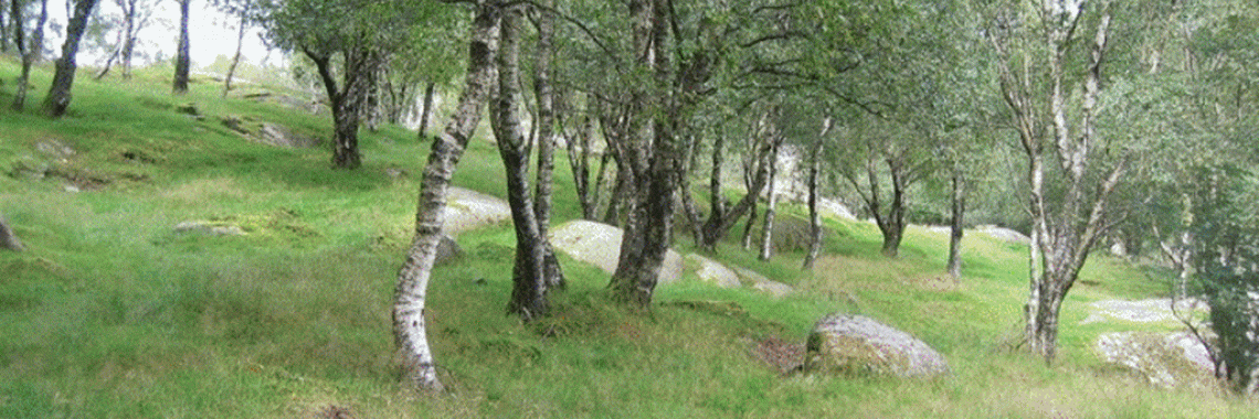 "Hagemarkskog" in Norway by J. Hofsten, NIBIO Aug 2008