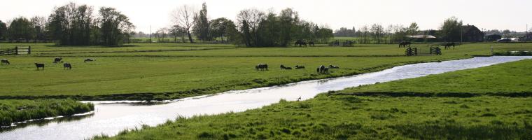 Polder