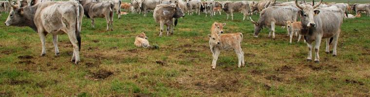 Extensive pasture with ancient Hungarian Grey Cattle, Balaton Uplands National Park, Hungary (Photo: Csaba CENTERI 2007) Pasture