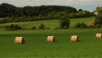 Hay making in Hungary