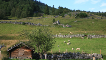 Terraced farmland used as pasture at Rygnestad, South-Norway (Photo: O.Puschmann / NIBIO)