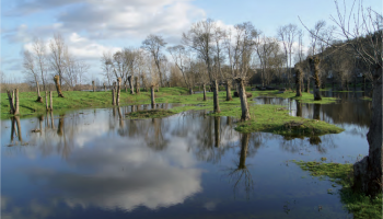 Water meadows in the Loire region in France
