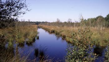 High Moors in Germany all face recent or former intensive use - peat for heat or gardening. Today remaining parts are often protected and under renaturation. (Helmut KRUCKENBERG, Ostrhauderfehn (Landkreis Leer), June 2007