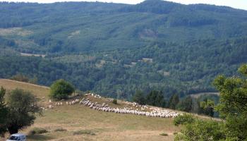 Pastures-sheep in the cadastral area of Budiná. SK / Banská Bystrica Region / Lučenec District. Martina Slamová. 2012